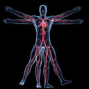 Minimally Anatomy Guru