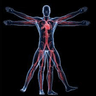 Minimally Anatomy Guru
