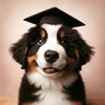 Teddy the Tutor