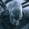 Xenomorph Chat